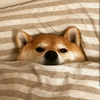Avatar of ~chillpup~