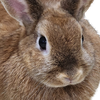 Avatar of zylo