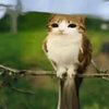 Avatar of meowl