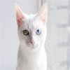Avatar of Yolada515