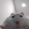 Avatar of HAMSTERBALLS