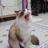 Avatar of himeowmeow