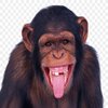 Avatar of maseman7890