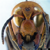 Avatar of Nobilis the Palaeovespa