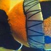 Avatar of Mister_Bister