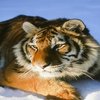 Avatar of DigiGato