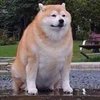 Avatar of WatDoge