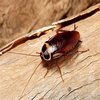 Avatar of Morris Cockroach Control Canberra