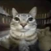 Avatar of BoiKiserRumaiz