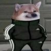 Avatar of doge