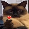 Avatar of Katto_qt ❤️