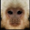 Avatar of Foxy10913