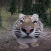 Avatar of TigerxBlue