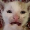 Avatar of Sadcat