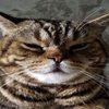 Avatar of Wuzver