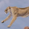 Avatar of BenLeon_Paleoartist