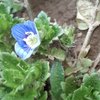Avatar of Babybloom