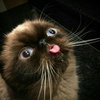 Avatar of Stooth