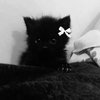 Avatar of lol_meow
