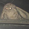 Avatar of Audibugi