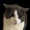 Avatar of Ninjaaydan