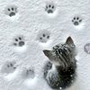 Avatar of Snowy_pawz
