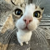 Avatar of TheGozux