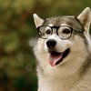 Avatar of AlexFurry
