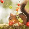 Avatar of Squirrel_in the Garden