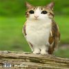 Avatar of meowl