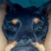 Avatar of furryxdog