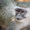 Avatar of Collectingmonkey