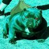 Avatar of I am the Bulbadog