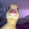 Avatar of rattmoke
