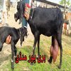 Avatar of waqaskhansat86
