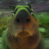 Avatar of zgoosr