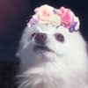 Avatar of d0ggo