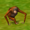 Avatar of Vaccinicropon