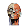 Avatar of Soma3D
