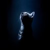 Avatar of NIGHTFOX777