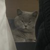 Avatar of SpringFu