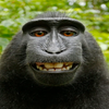 Avatar of icemonke666