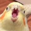 Avatar of Arid Birb