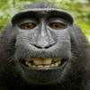 Avatar of Baboon VR
