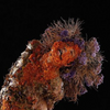 Avatar of ciaincendiaria