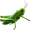 Avatar of Carcat64