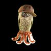 Avatar of owlsquid