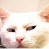 Avatar of maroosyalk