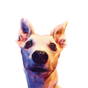 Avatar of FAZNUTZ