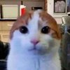 Avatar of IAMSELLINGRANDOM3DMODELS